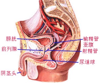 前列腺痛的原因