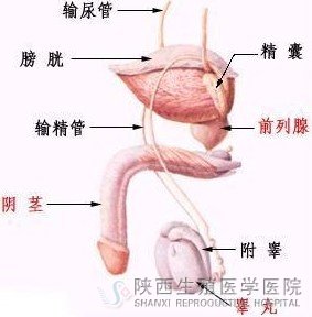 精液發(fā)黃會影響男性的生育能力嗎