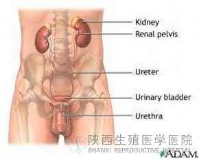 解答:尿路感染會尿血嗎